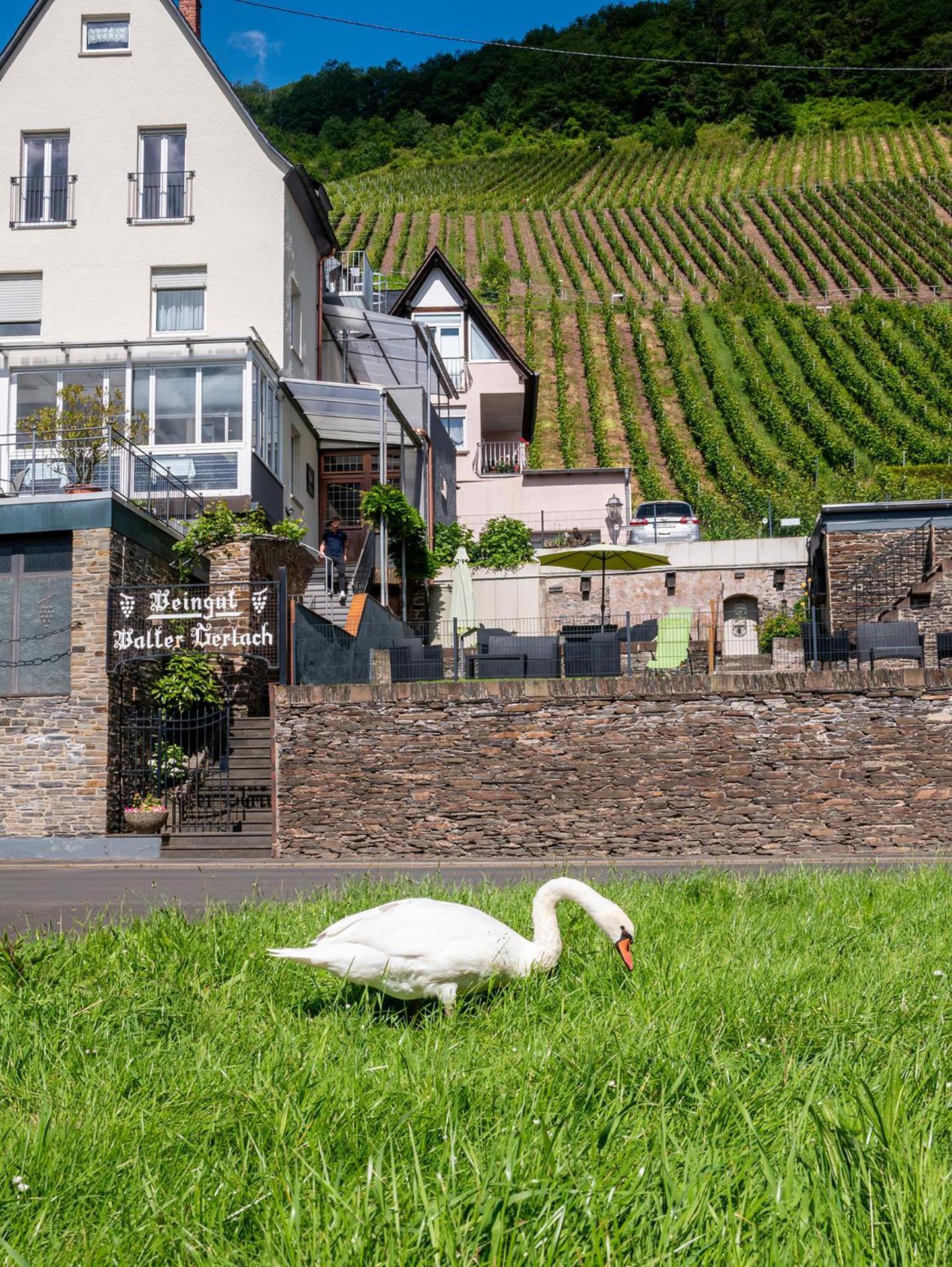 Weingut / Gästehaus Gerlach Ürzig Exterior foto